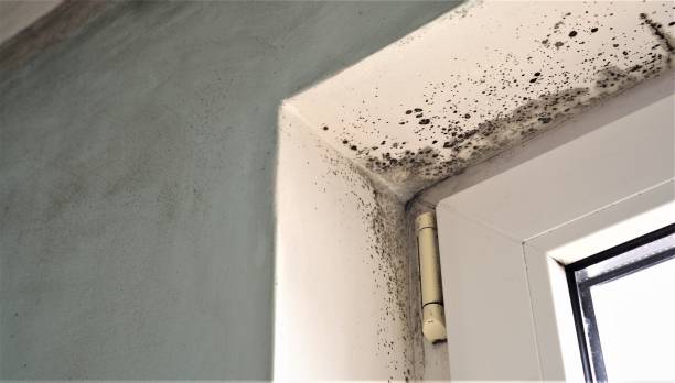 Professional Mold Removal in Hazlehurst, GA