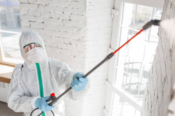 Best Mold Damage Restoration  in Hazlehurst, GA