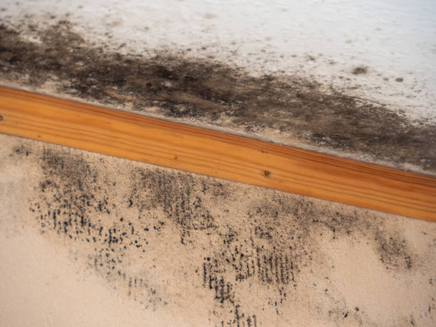 Best Water Damage & Mold Remediation  in Hazlehurst, GA