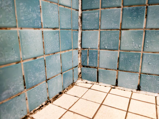 Best Mold Prevention Services  in Hazlehurst, GA