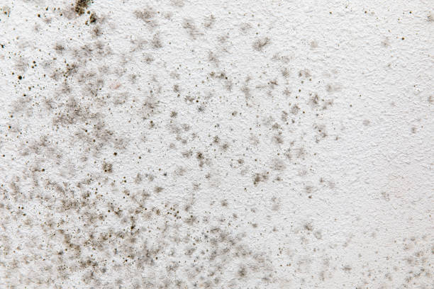 Best Mold Odor Removal Services  in Hazlehurst, GA