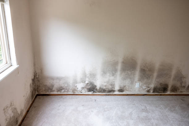 Best Mold Documentation for Insurance Claims  in Hazlehurst, GA