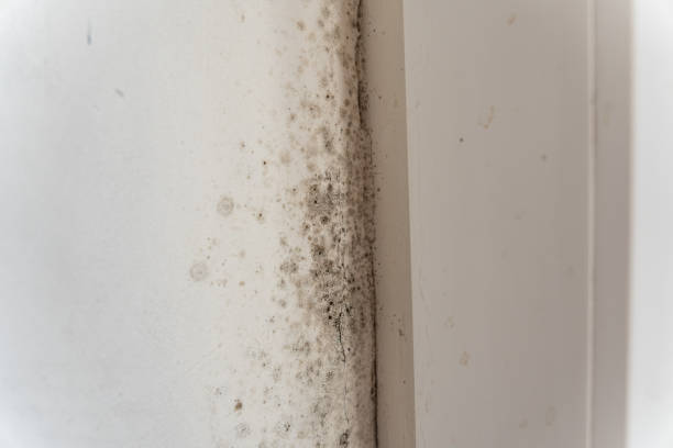Best Post-Construction Mold Inspection  in Hazlehurst, GA
