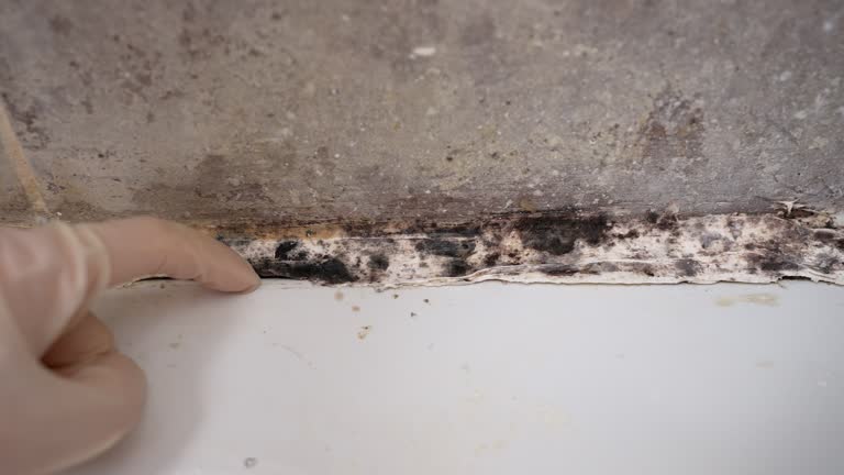 Best Crawl Space Mold Remediation  in Hazlehurst, GA